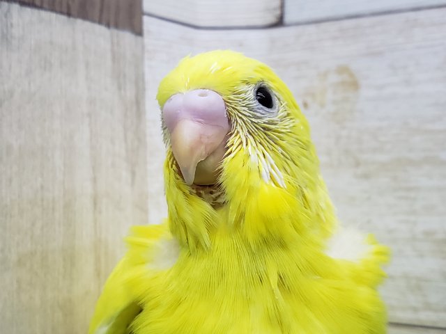 まっ黄色の黒目ちゃん。ダブルファクターセキセイインコ入荷です