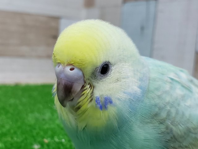 エメラルドグリーンのパステルレインボーセキセイインコ入荷です