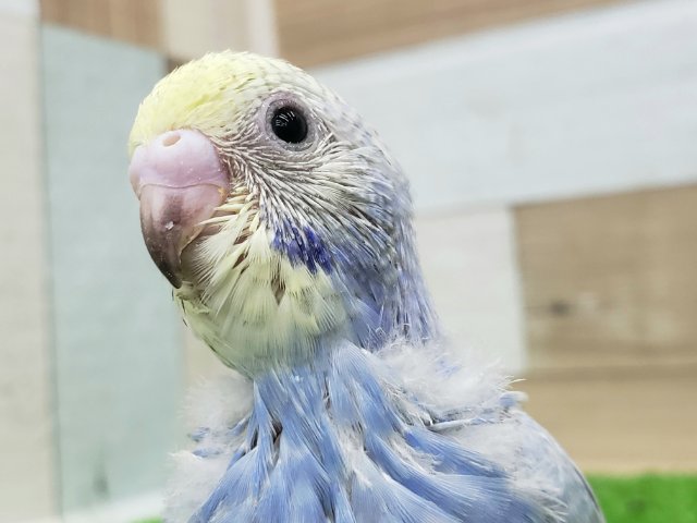 なんか不思議なパステルレインボーセキセイインコ入荷です