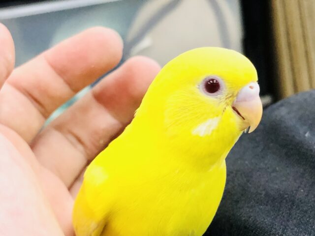 エネルギッシュカラー　セキセイインコ　R５　７／５撮影