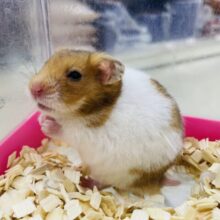 🌻夏休み🌻ハムちゃんと一緒♪ ハムスターフェア開催中‼️