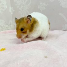 ゴールデンハムスター🐹💛女の子💛2023年5月生まれ