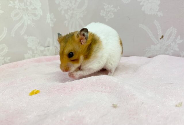 ゴールデンハムスター🐹💛女の子💛2023年5月生まれ