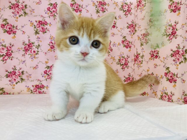 短いあんよでﾁｮｲﾁｮｲ遊ぶよ❤︎短足マンチカン(レッドタビー&ホワイト)♀