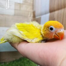 パッと明るい太陽カラー☀️目の縁取りが可愛らしいヤマブキボタンインコ！