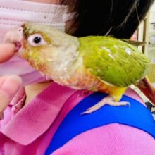 本当はたくさん甘えたい💓🫶密かな伝え方が可愛らしいウロコさん！　ウロコインコ　パイナップル