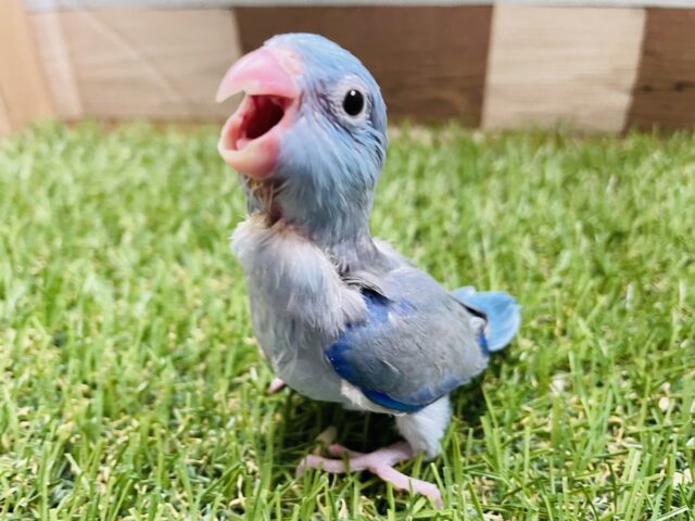 最新画像あります☆ドヤ顔の得意な小さな怪獣さん！マメルリハインコ（ブルー）