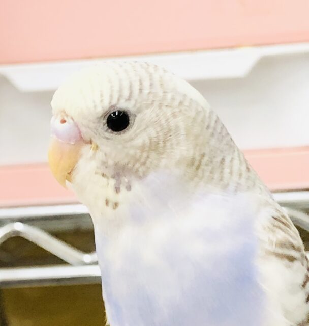 鮮やかなカラーが出てきました　セキセイインコ　R５　６／２１撮影