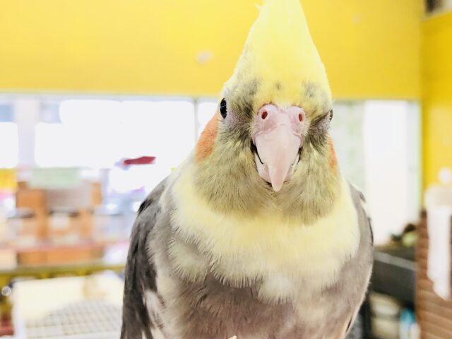 こんなカラーはいかがですかね〜？　オカメインコ　Ｒ５　７／１９撮影
