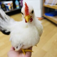 動画更新❤懐っこすぎるカツラチャボ〜♡ぷるん♡