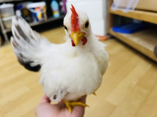 動画更新❤懐っこすぎるカツラチャボ〜♡ぷるん♡