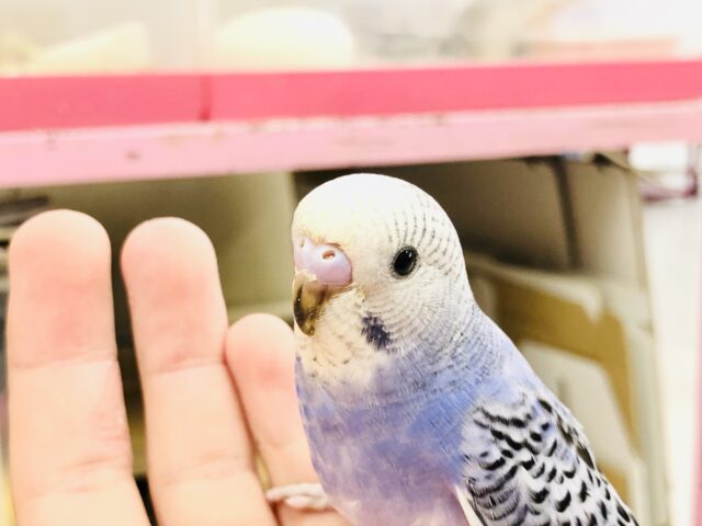 濃いめブルー　セキセイインコ　R５　７／１３撮影