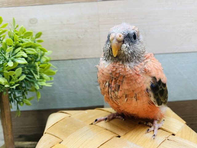 ピンク色にころっとした姿が可愛すぎるアキクサインコ♡
