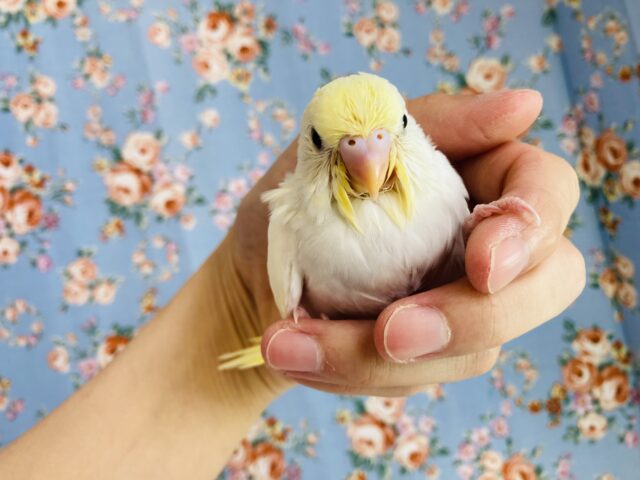 大人気の淡いクリームカラー❤︎手乗りセキセイインコ(クリームパイド)
