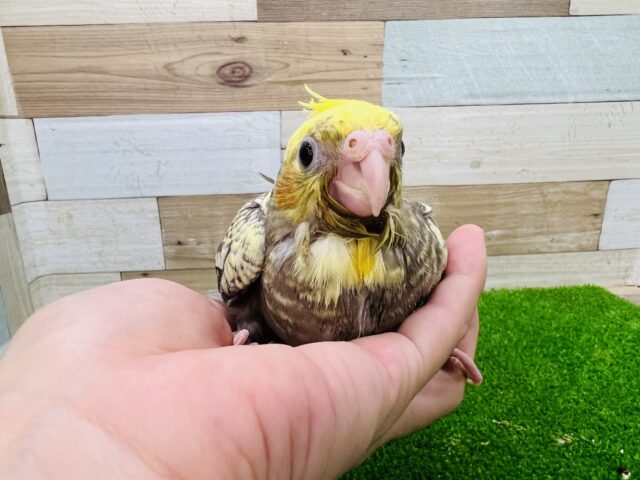 画像更新☆体の点々模様が特徴❤オカメインコのヒナ(パール)入荷いたしました〜❤
