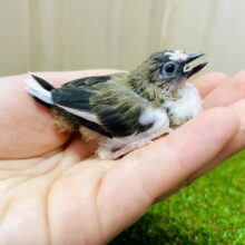 入道雲みたいにもわもわり〜☁️ 十姉妹　白茶