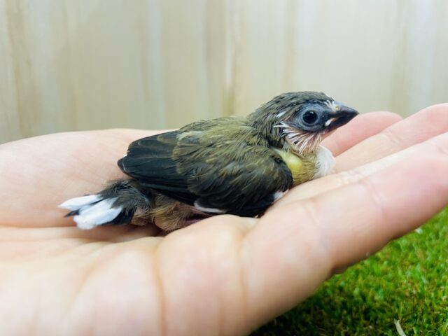 ⭐️左右で印象が違うのよ〜⭐️アピールポイントなの！　十姉妹　こげ茶×白