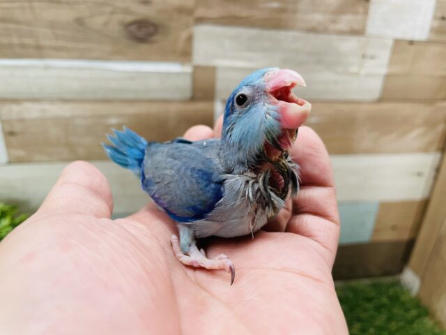 最新画像あります☆小さなかいじゅうのようで可愛らしい！マメルリハインコのブルー！
