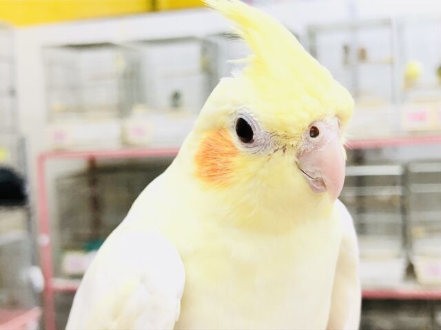 がっちりムチムチ安心感たっぷり　オカメインコ　Ｒ５　７／１９撮影