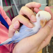 最新画像🌟ﾅﾃﾞﾅﾃﾞして欲しくてｳｽﾞｳｽﾞ❤︎激推しラブバード🫶🏻✨