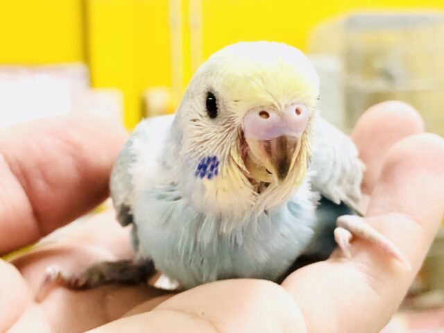 育つと色が変わるかも？　セキセイインコ　Ｒ５　７／１３撮影