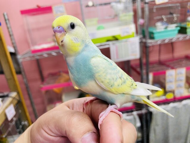 最新画像あります☆ヒナ餌卒業‼️明るいグリーンが大人気☆セキセイインコのパステルカラーレインボーパイド！