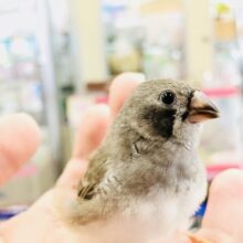 今期入舎の中では１番小さいかも？　キンカチョウ　Ｒ５　６／２１撮影