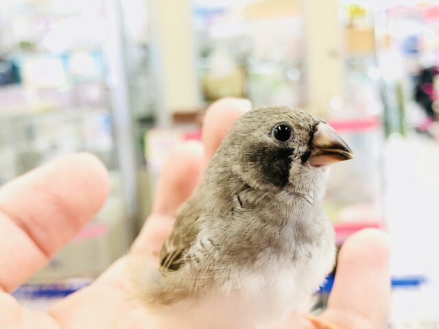 今期入舎の中では１番小さいかも？　キンカチョウ　Ｒ５　６／２１撮影