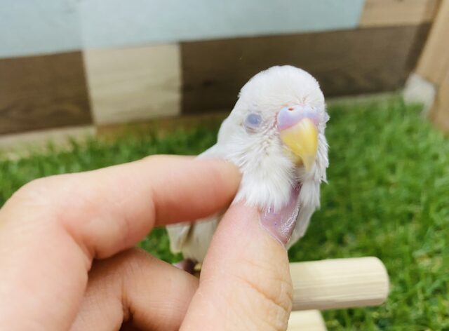 最新画像有り☆キラキラおめめで優しいカラーのコ！！セキセイインコのライラック！