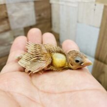 どんなお色になるか楽しみなコ！十姉妹！！