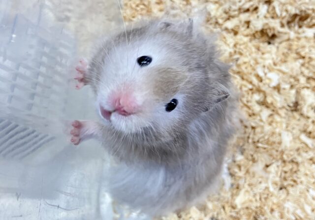 最新画像あります✨️💙セーブルハムスター💙男の子💙2023年1月生まれ