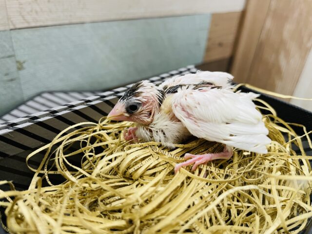 メッチャ可愛い最新画像・動画あり！ミニミニサイズの可愛らしいヒナさん！十姉妹！！