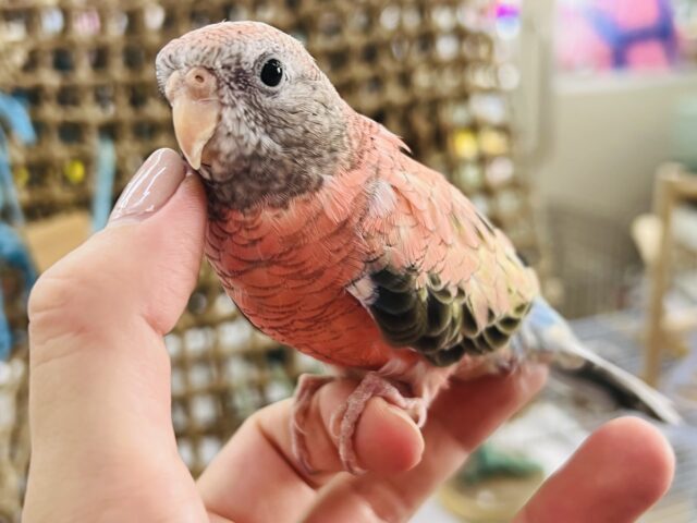 控えめでお上品？なアキクサインコなんです♡