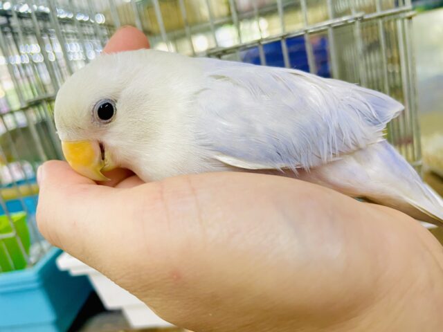 〜甘えた編〜コザクラの日常🦜最新画像になりますよ❣️レアカラー❗️💓大胆にギュッ💓ってして欲しいコザたん❣️ ダイリュートブルーバイオレットシナモンオパーリン