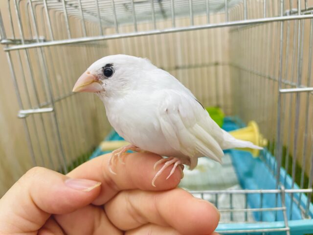 実はじつは居るんです💓ポテっとキュートな十姉妹さん❣️ 十姉妹　白茶