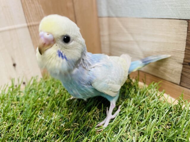 最新画像あります☆小さくひなひなで可愛らしいコ！セキセイインコのパステルレインボー！
