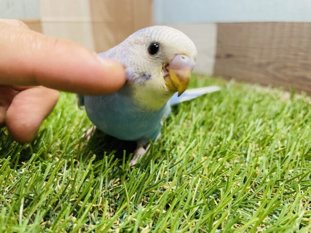 最新画像あります☆爽やかなカラーで涼しげにいたいですね❄️セキセイインコスパングル！