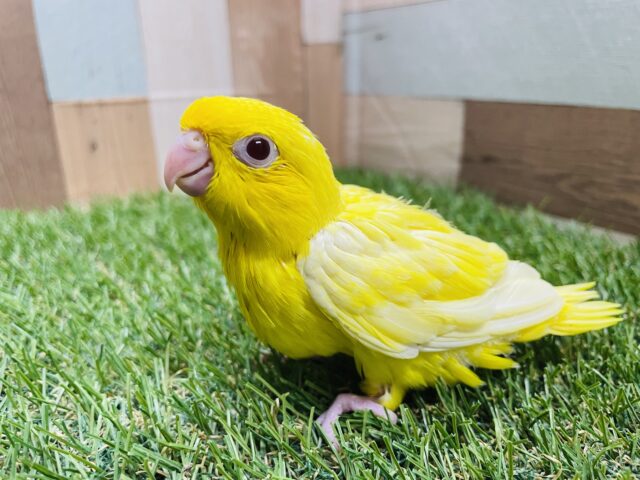 最新画像あります☆ヒヨコのような真っ黄色なサザナミインコ🐣ルチノーカラーがやって来ました！