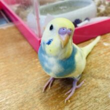 最新画像🌟一人餌です🫶🏻清涼💙夏を一緒に🎐✨手乗りセキセイインコ(コバルト)