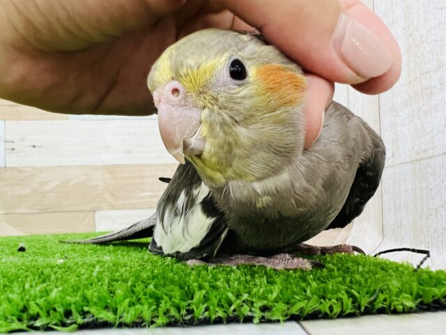 これぞツンデレ⁉︎デレがたまらない♡オカメインコノーマル