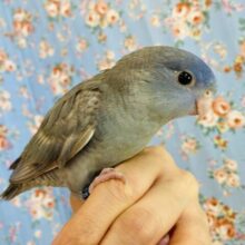 ｶｷｶｷしてください❤︎素敵なさざ波模様🌊手乗りサザナミインコ(コバルトスパングル)