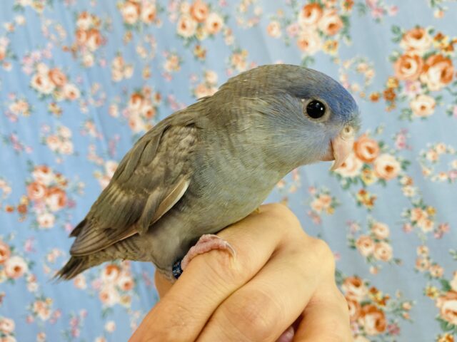 ｶｷｶｷしてください❤︎素敵なさざ波模様🌊手乗りサザナミインコ(コバルトスパングル)