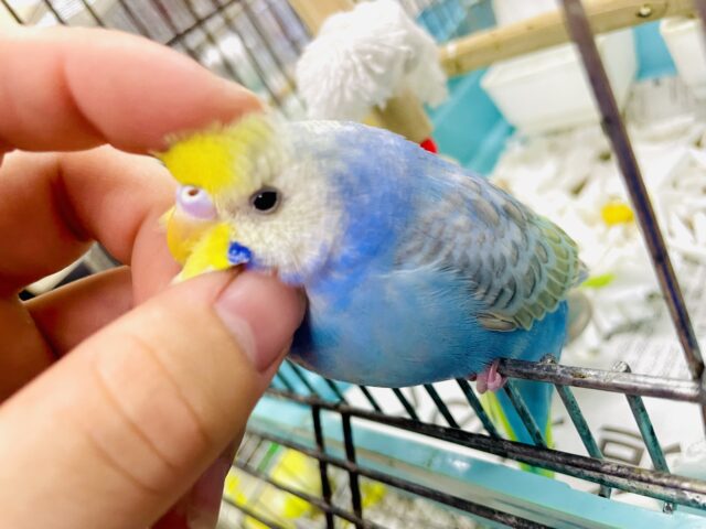 新松戸店⭐️メロメロにさせ隊⭐️最新画像になりますよ⭐️お布団が1番です❣️食べたら良く眠るの！　セキセイインコ　レインボー