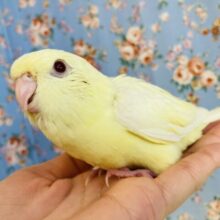 ぴーぽぽぽ♩鳴き声までもが愛おしい❤︎手乗りサザナミインコ(クリーム)