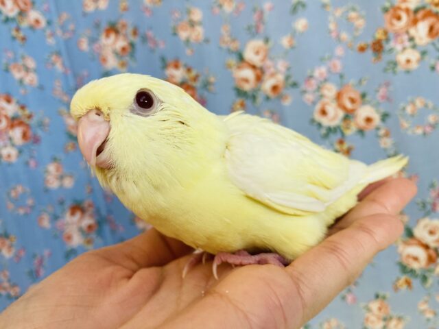 ぴーぽぽぽ♩鳴き声までもが愛おしい❤︎手乗りサザナミインコ(クリーム)