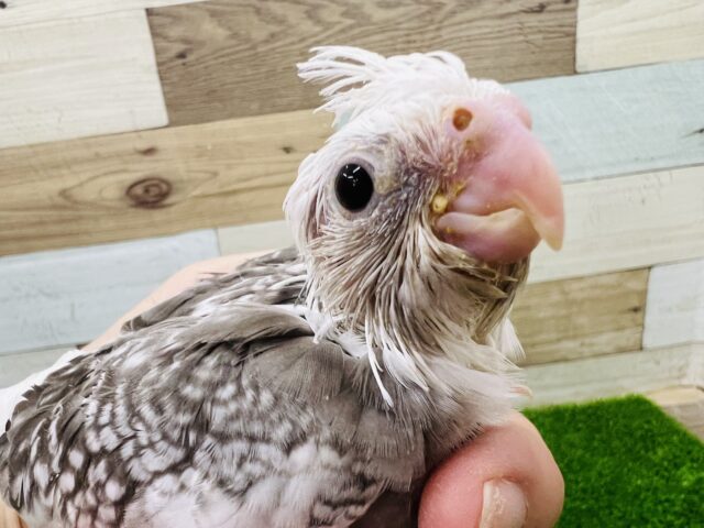 天使ですか？ちびちびオカメインコ（ホワイトフェイスパールパイド）のヒナです〜