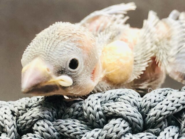 激渋カラー入舎　シルバー文鳥　R５　７／５撮影