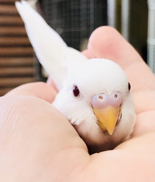 夏にぴったりソフトクリームカラー　セキセイインコ　R５　７／２２撮影