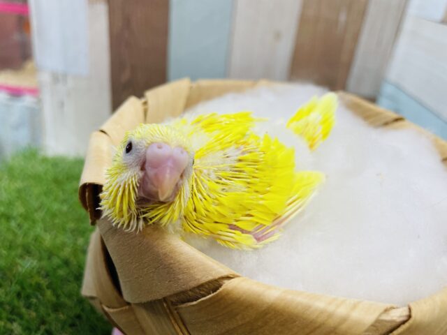 明るく濃いイエローがかっこいい！！セキセイインコのダブルファクター！