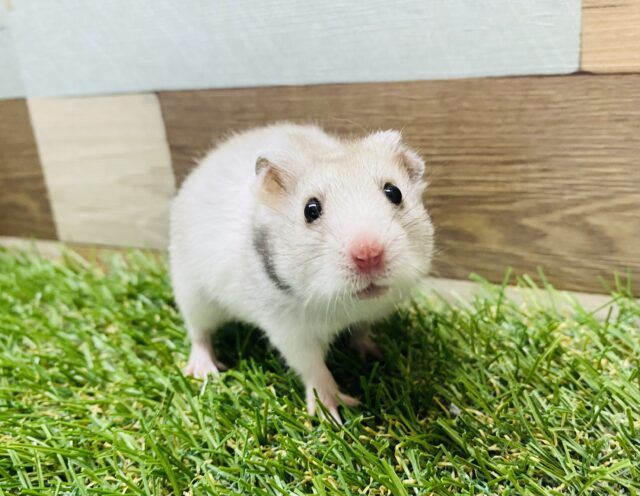 グレーがカッコいい✨おっとりさんなカラーハムスター男の子☆